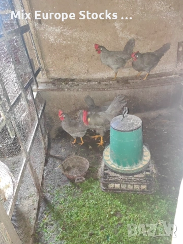 Оплодени 🥚🥚от легхорн лавандула, снимка 4 - Кокошки и пуйки - 54082787