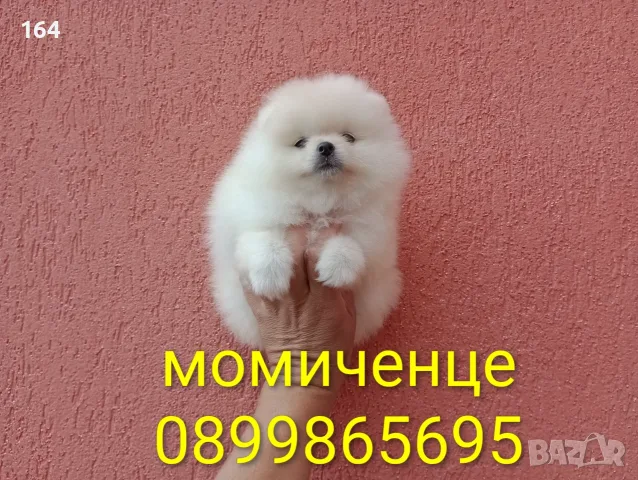 Мъжки и женски бели Померани. Реални снимки от 13.07.26 г., снимка 5 - Померан - 55298092