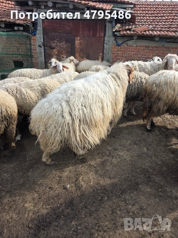 Продавам коч аваси, снимка 3 - Овце - 54483743