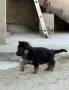 Малки немски овчарки, снимка 3