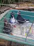 Продавам  3бр.    млади женски, снимка 1