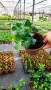 Обикновен бръшлян (hedera helix), студоустойчив, снимка 7