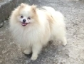 Померан , снимка 4