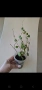 Хоя, hoya kanyakumariana, снимка 5
