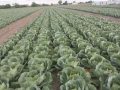Продавам Ранно Зеле-Конкърър, снимка 5