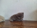 Персийски котенца, снимка 6