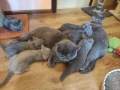 Британски котета, снимка 8