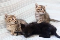 Малки котенца търсят дом, снимка 2