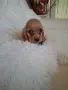 кокер шпаньолчета, снимка 7