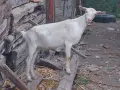 Продавам женско яре за тамазлък на 4 месеца , снимка 2