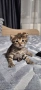 Подаряват се котенца, снимка 4