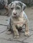 ТОП !!! Американско Були Хл American BULLY Xl ABKC, снимка 7