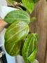 Хоя Latifolia, снимка 1