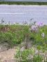 Земеделска земя гр. Дебелец, снимка 11