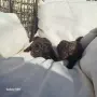 Шоколадови мини пудели, снимка 3