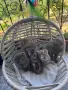 Британски / шотландски котенца , снимка 2