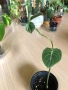 Philodendron Melanochrysum , снимка 1