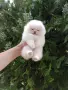 Бели мини Померани. Реални снимки !!!, снимка 3
