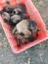 Продават се кученца белгийска овчарка , снимка 1