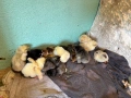 Продавам домашни пилета, снимка 4
