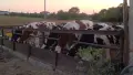 Продавам  юници, снимка 5