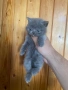 Продавам британски късокосмести котета , снимка 3