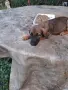 този маник си търси дом , снимка 3
