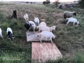 Агнета, шилета,ярета , снимка 2