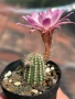 Кактус Chamaecereus Hybrid розово-бял цвят много красив цъфтеж., снимка 3