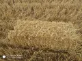 Бали пшеничена слама, снимка 1