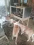 Продавам Англонобийски пръч за разплод , снимка 3