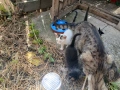 Малки котки, снимка 2
