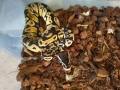 Продавам питони и бои, снимка 1