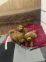 Мини пудел……….., снимка 8