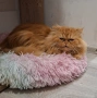 Персийски котарак , снимка 3