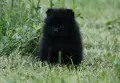 Померан, Померани две женски, снимка 4
