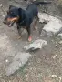Малки кученца от тези родители, снимка 5