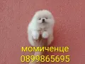 Мъжки и женски бели Померани. Реални снимки от 13.07.26 г., снимка 5