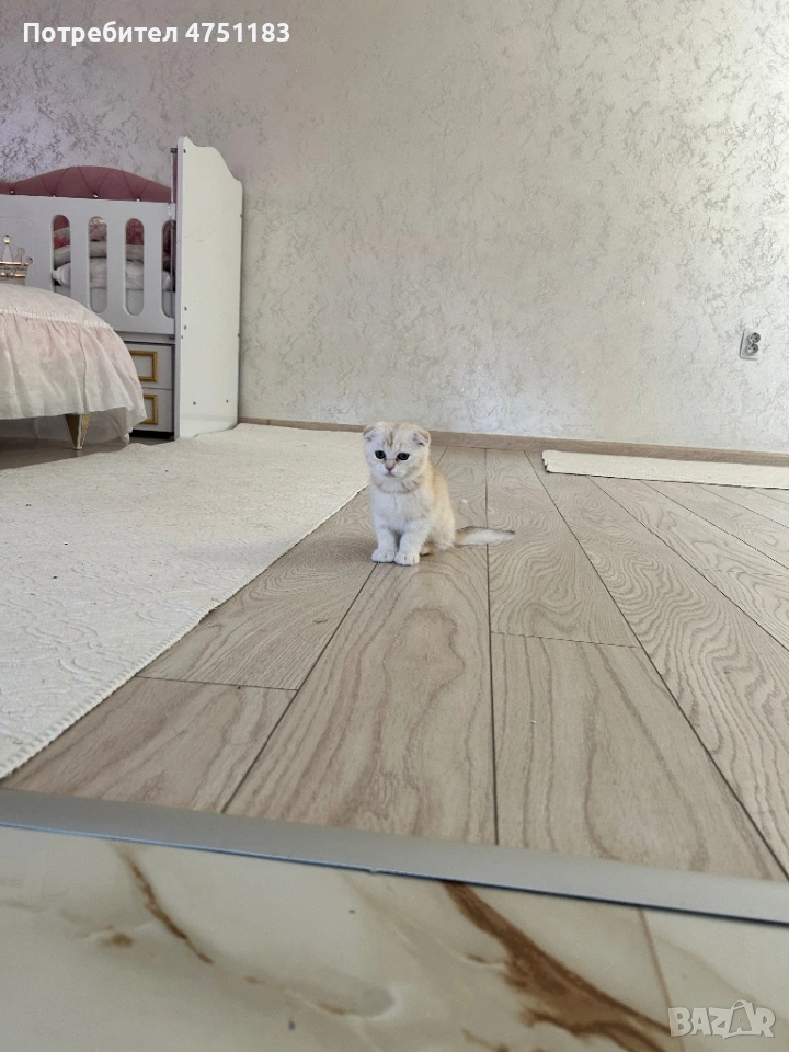 Златна Чинчила Шотландски Клеоупох, снимка 1