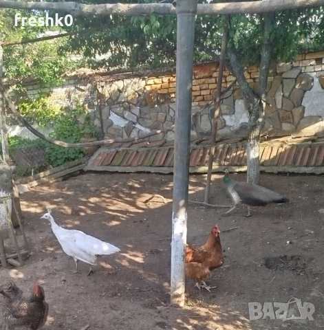 Оплодени Яйца от Пауни 7дни , снимка 3 - други­ - 54695531