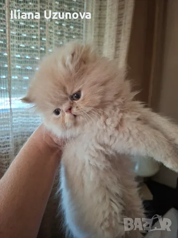 Уникални персийски котенца , снимка 5 - Персийска - 55472475