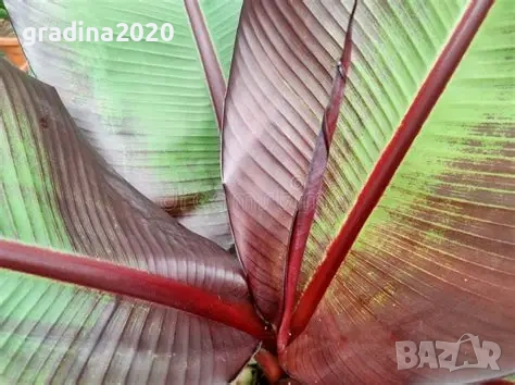 Банановото дърво на Абисиния - Червен Банан  или етиопски банан, снимка 2 - Разсади - 51148767