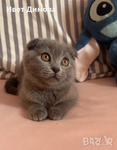 Шотландско коте (Scottish Fold), снимка 5 - Британска късокосместа - 54429668