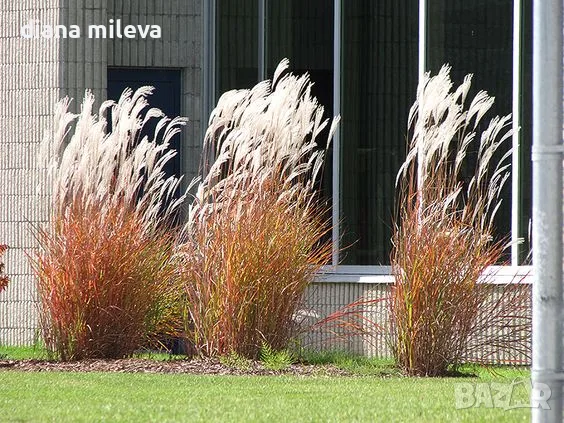 Мискантус Пурпурасценс, Miscanthus sinensis 'Purpurascens' студоустойчива, декоративна трева!!!, снимка 4 - Градински цветя и растения - 55420080