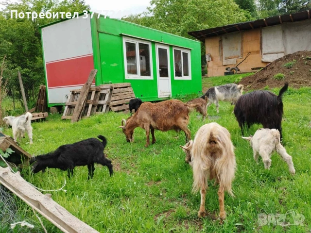 Продавам кози , снимка 9 - Кози - 54483034