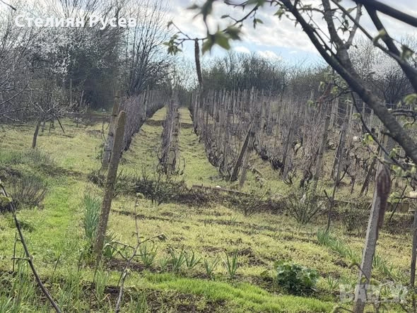  794 кв лозе  НА ПЪРВА ЛИНИЯ  / ГРАДИНА / терен / парцел / в гр. Силистра - ПОД ОСМИ ПОСТ , пътя за , снимка 5 - Земеделска земя - 54133231