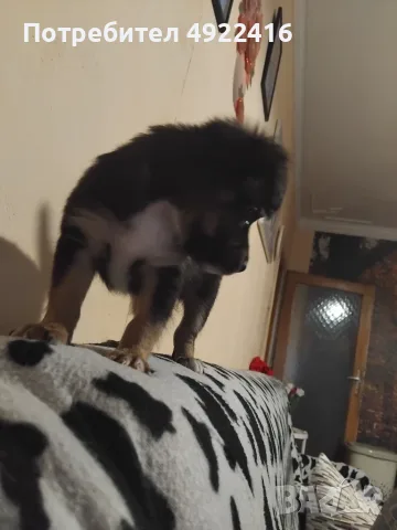 Продавам чихупинчер, снимка 2 - Пинчер - 55698348