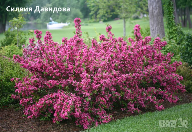 Вайгела , снимка 16 - Подаръци за жени - 53983947