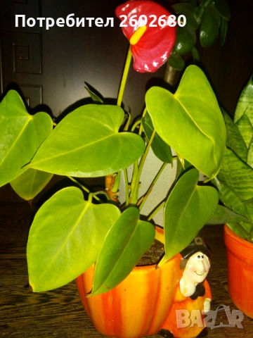 Красула-дървото на живота 60см.+голяма бяла керамична саксия с подложка,сенсевиера,антуриум, снимка 8 - Стайни растения - 45435563