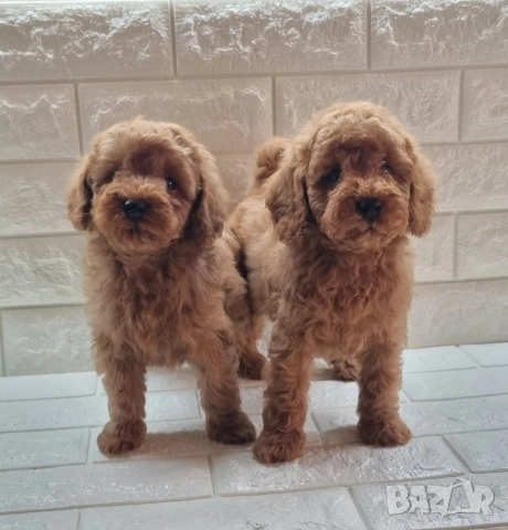 Той Пудел Мини Пудел, снимка 6 - Пудели - 54306425